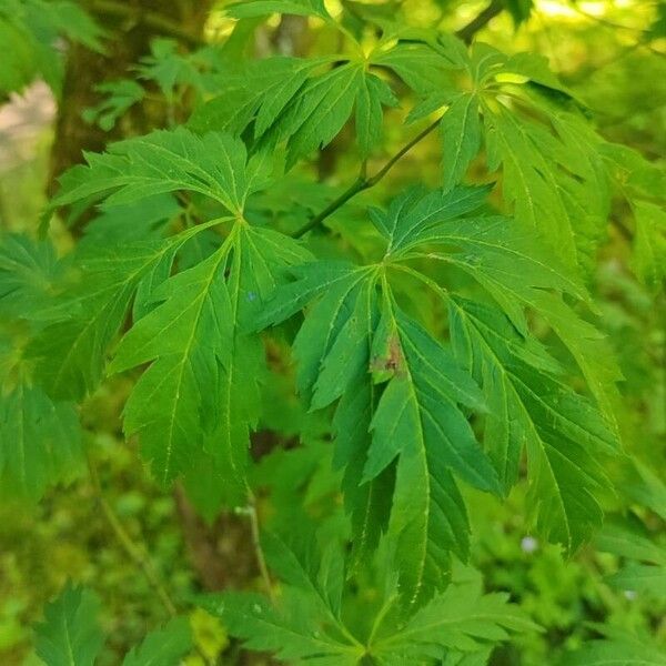 Acer circinatum Leaf