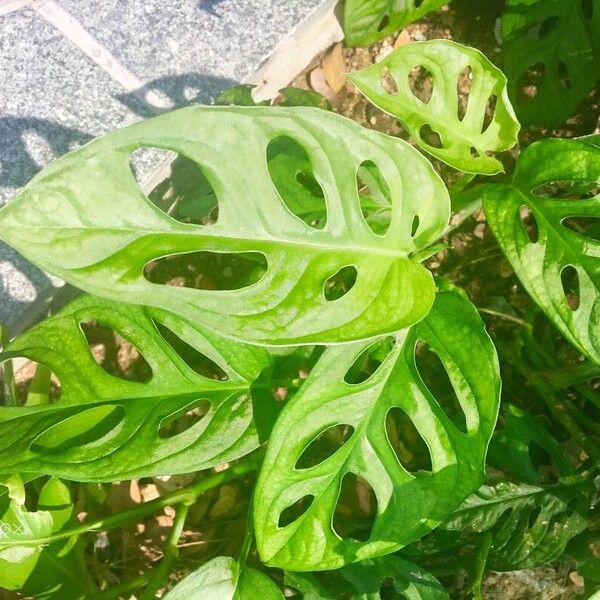 Monstera adansonii Lehti