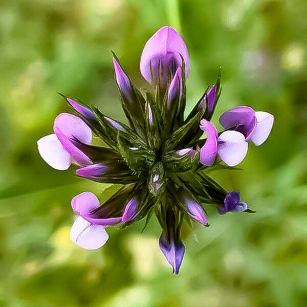 Bituminaria bituminosa Flower