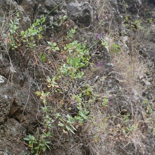 Lavandula rotundifolia Plante entière