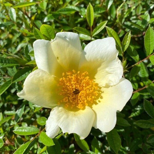 Rosa bracteata Λουλούδι