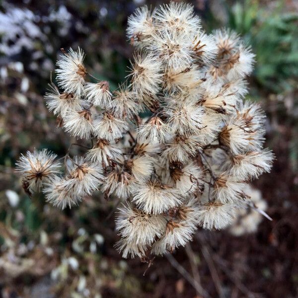 Senecio ovatus Плод