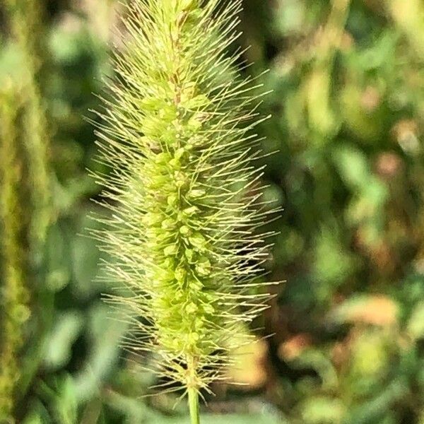 Setaria italica Çiçek