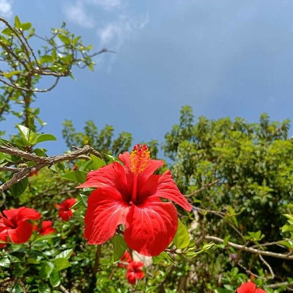 Hibiscus rosa-sinensis Цветок