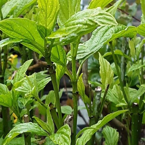 Cornus sericea ᱥᱟᱠᱟᱢ