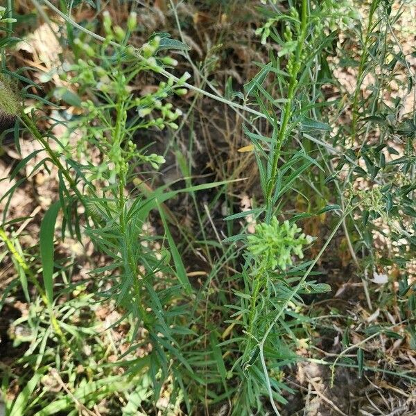 Conyza canadensis Habit