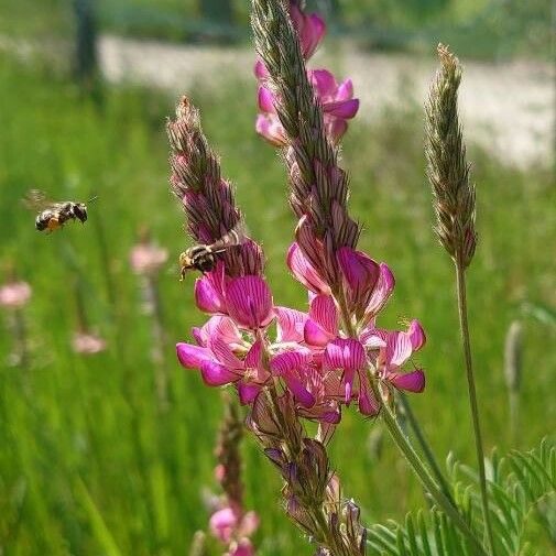 Onobrychis viciifolia Kukka