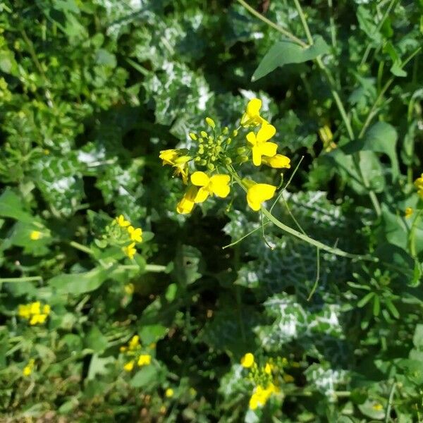 Sisymbrium loeselii Flor