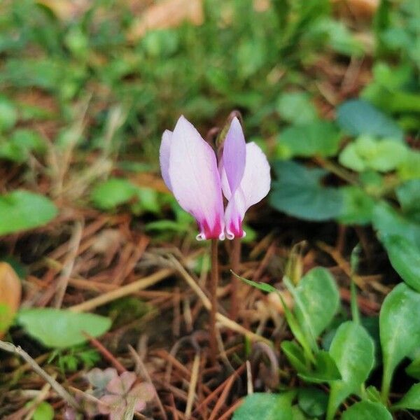 Cyclamen hederifolium Квітка