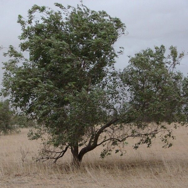 Combretum nigricans পাতা