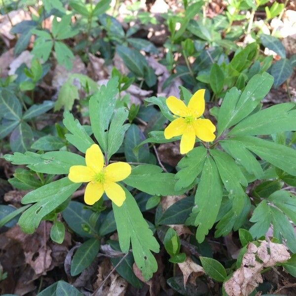 Anemonoides ranunculoides Fleur