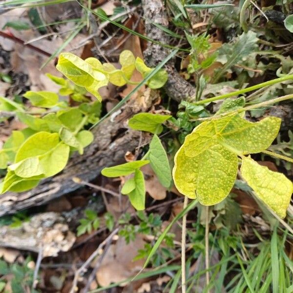 Aristolochia rotunda Yaprak