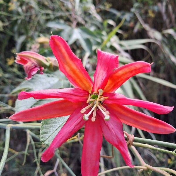 Passiflora manicata Flors