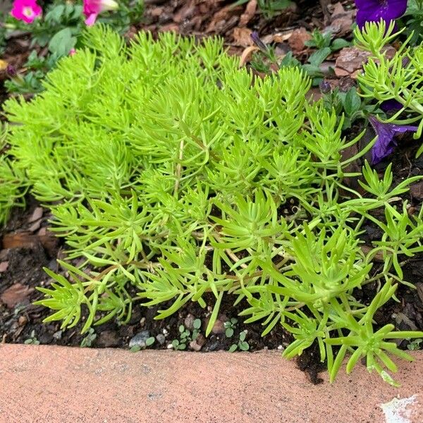 Sedum mexicanum Fuelha