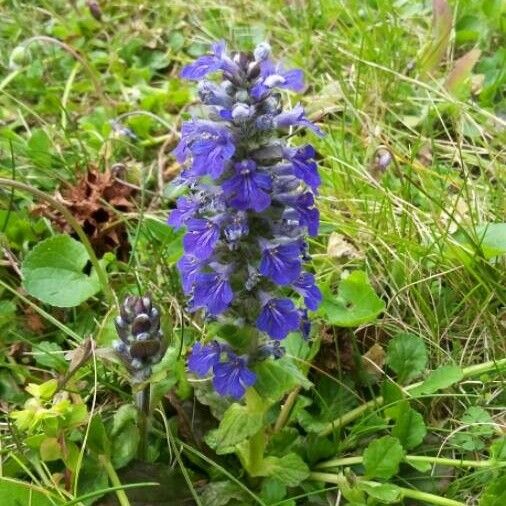 Ajuga reptans Λουλούδι