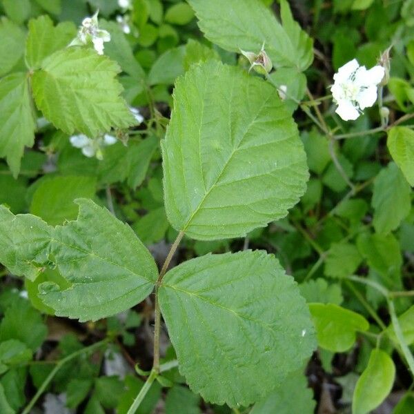 Rubus vulgaris