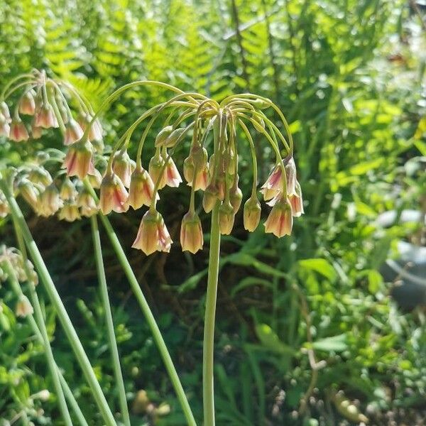 Allium paniculatum Кветка