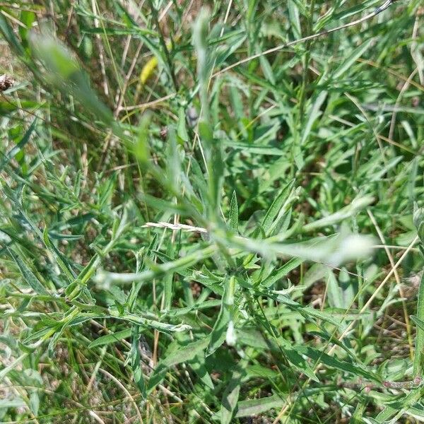 Centaurea stoebe Levél