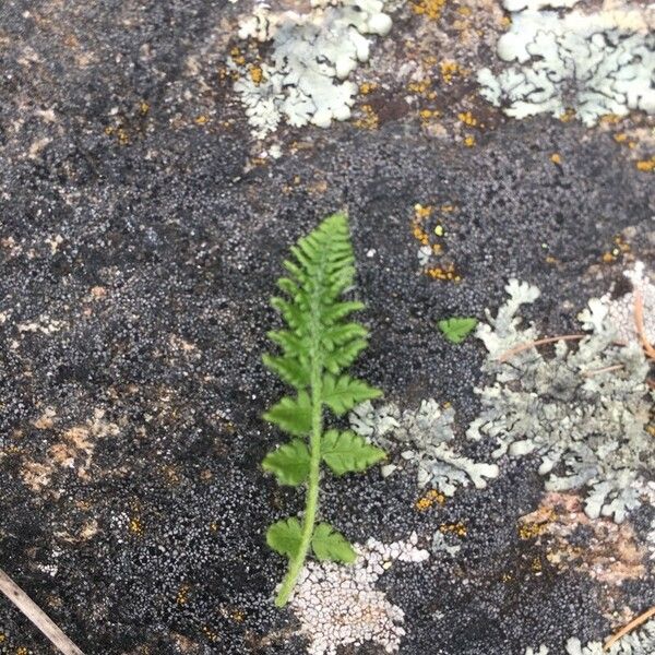 Woodsia ilvensis Blad