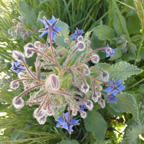 Borago officinalis Λουλούδι