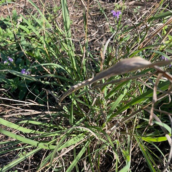 Bothriochloa bladhii পাতা