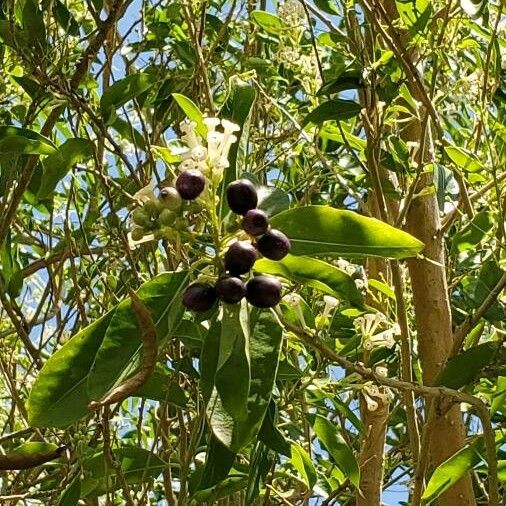 Cestrum diurnum Frucht