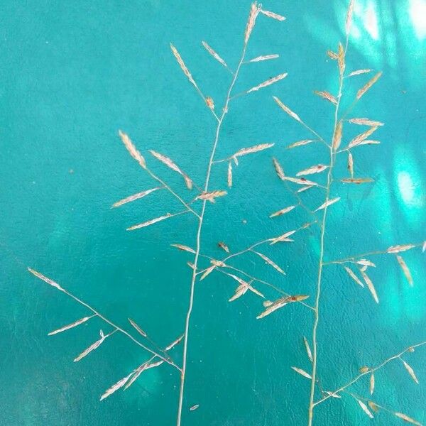 Eragrostis barrelieri Flower