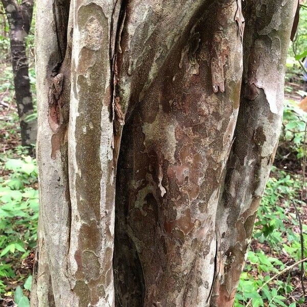 Guettarda macrosperma Bark