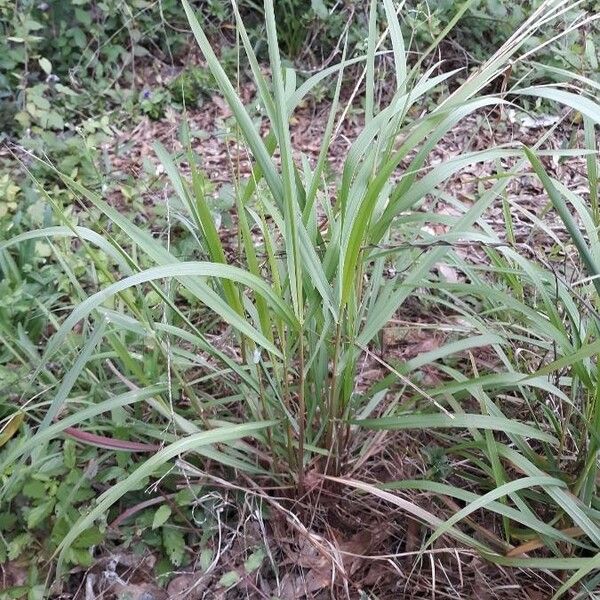 Sorghastrum nutans Hábito