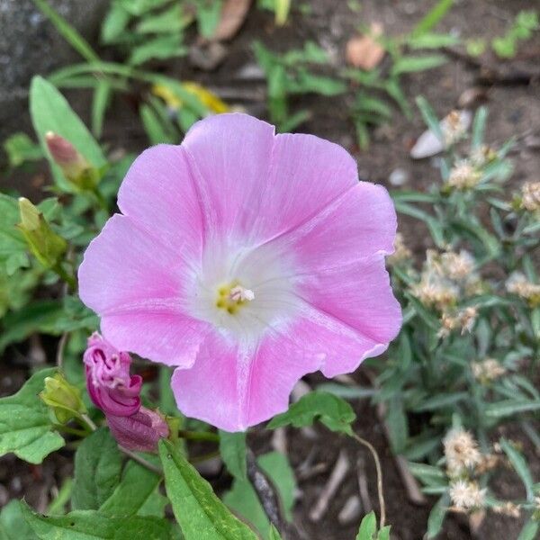 Calystegia hederacea फूल