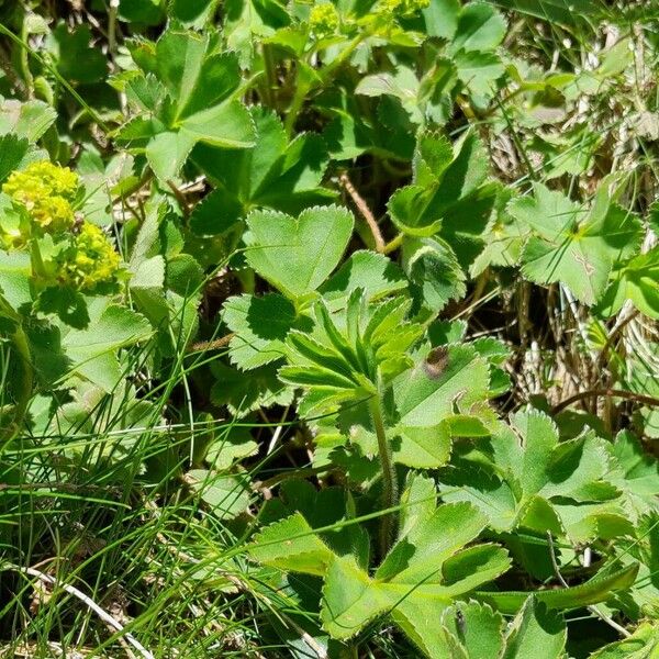 Alchemilla monticola Leaf