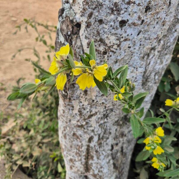 Justicia flava Flower