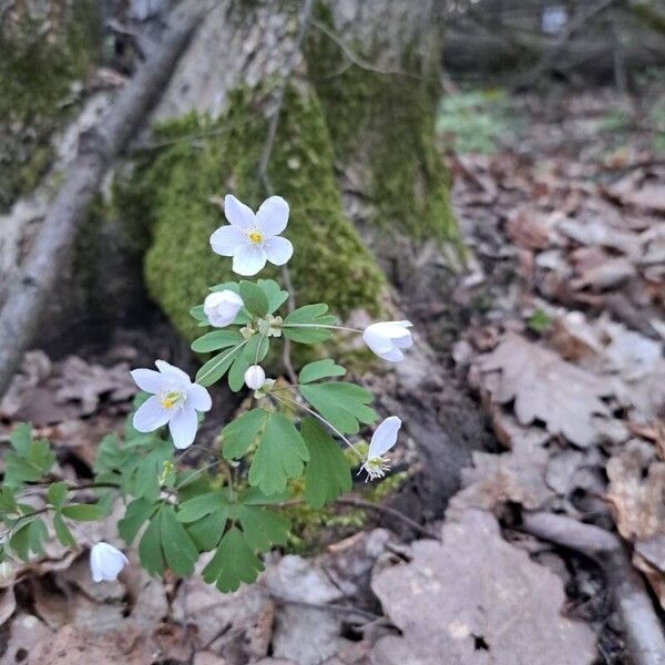 Isopyrum thalictroides Žiedas