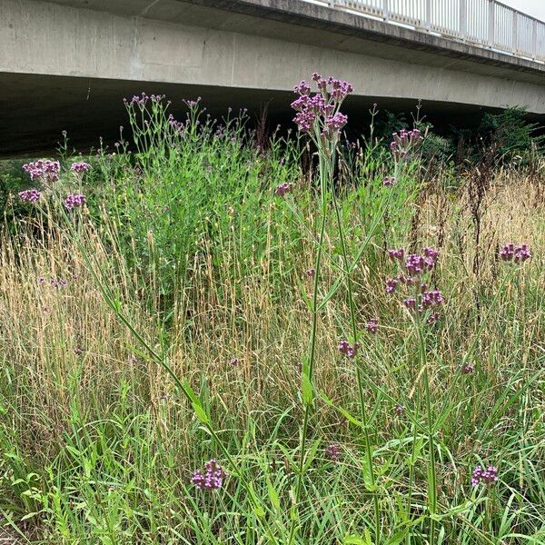 Verbena incompta Hàbitat