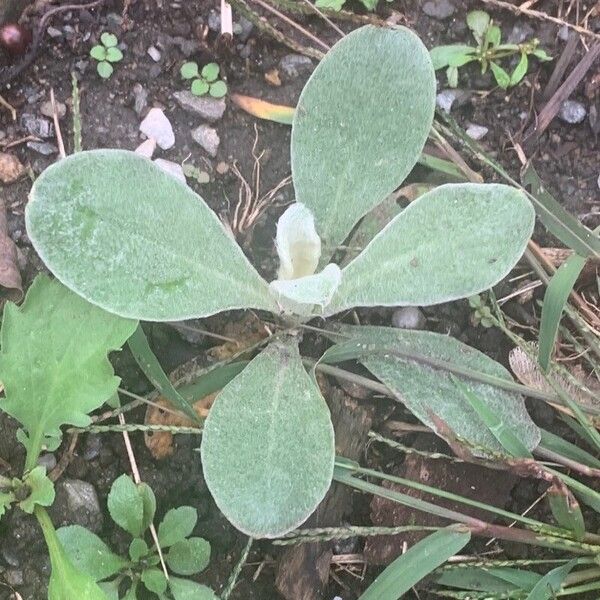 Silene coronaria Листок