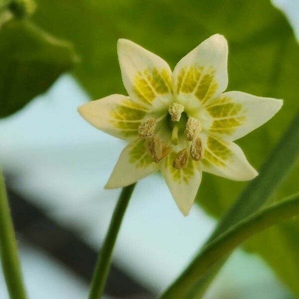 Capsicum baccatum Flower
