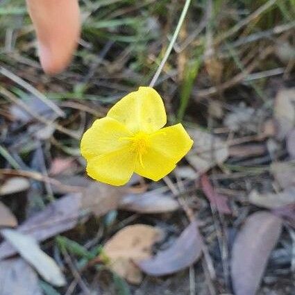 Xyris gracilis