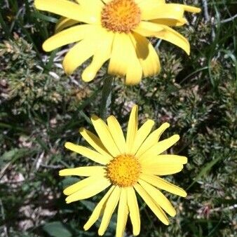 Doronicum clusii Flor