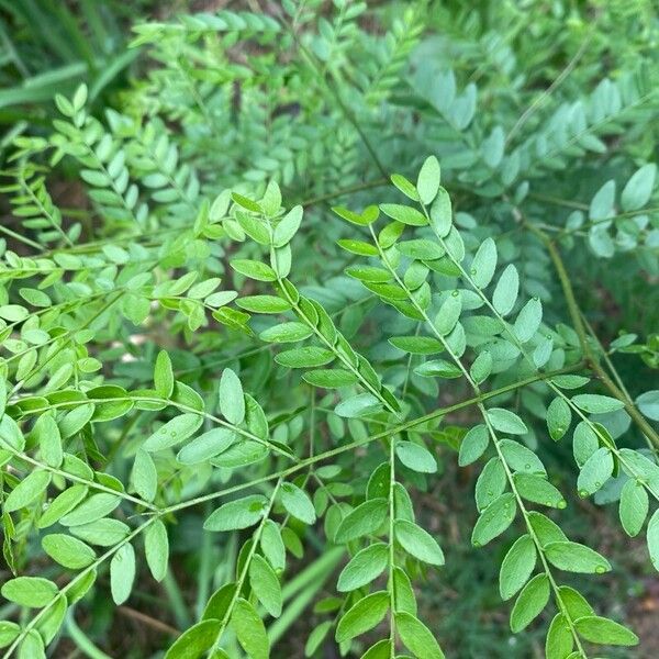 Gleditsia aquatica Leaf