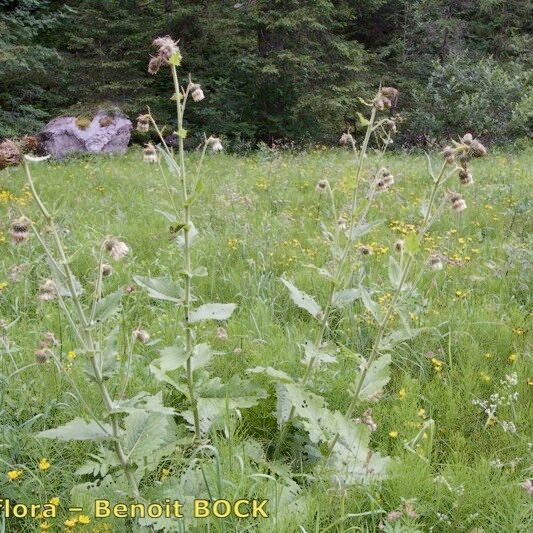 Cirsium carniolicum Habitus