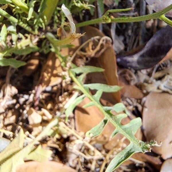 Taraxacum erythrospermum Liść