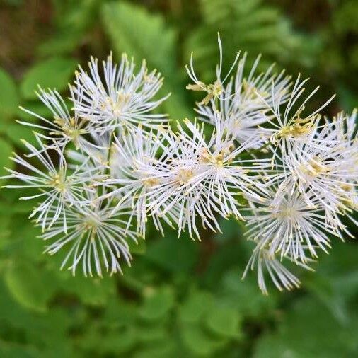 Thalictrum aquilegiifolium Virág