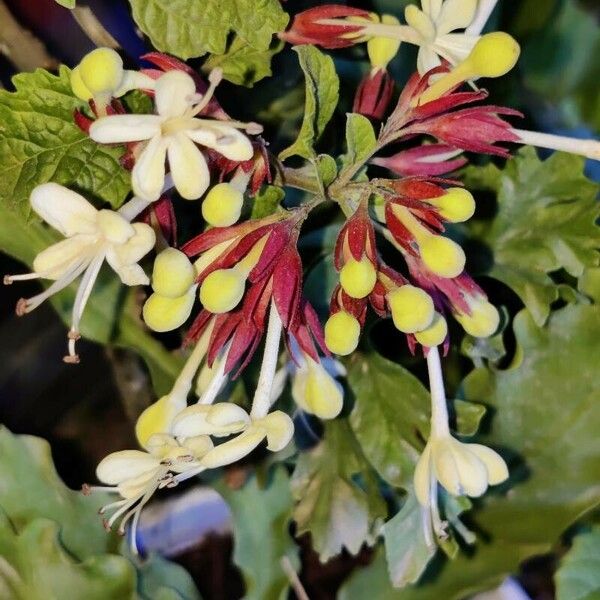Clerodendrum indicum Çiçek