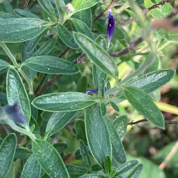 Salvia chamaedryoides Leaf