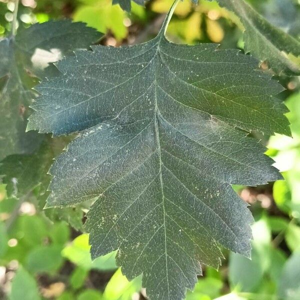 Crataegus laevigata Leaf