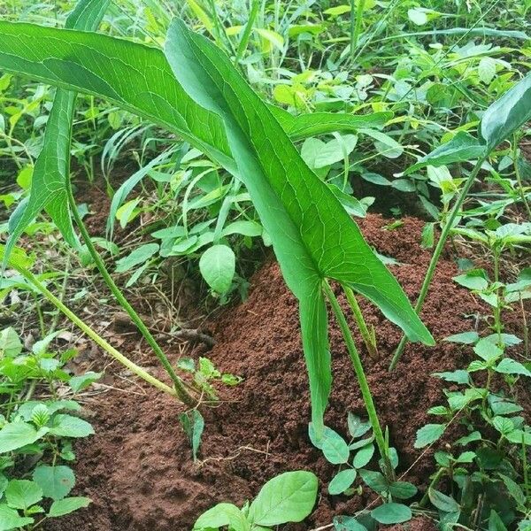 Peltandra virginica Leaf