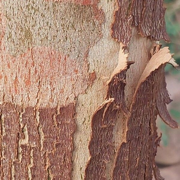 Corymbia ficifolia Bark