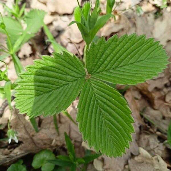 Fragaria moschata Leaf