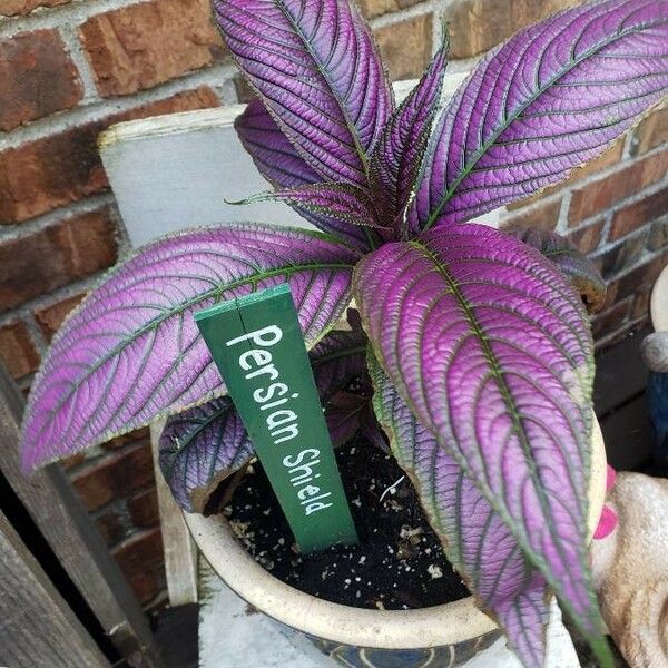 Strobilanthes auriculata Leaf