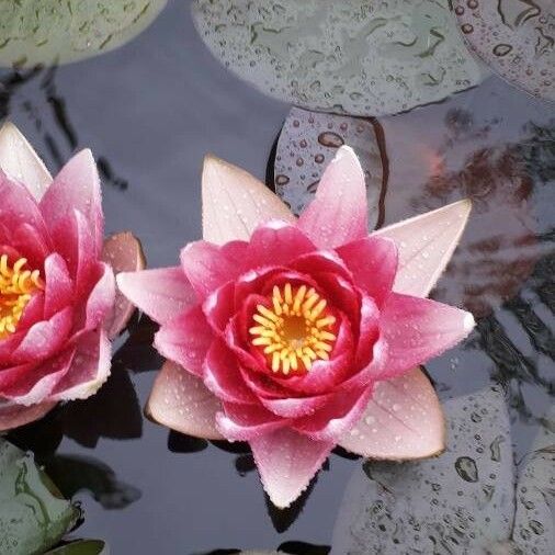 Nymphaea candida Flors